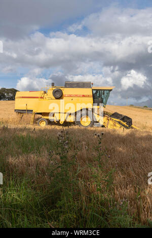 Creeping Thistle (Cirsium Arvense) Growing on The Edge of a Field of Barley with a Combine Harvester Working on a Sunny Afternoon. Stock Photo