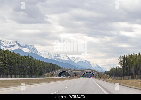 Wildlife overpass on highway in Banff, Alberta Stock Photo