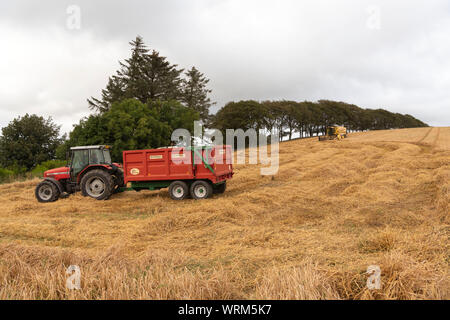 A Tractor and Trailer Waiting in a Field of Barley to Receive Grain from the Combine Harvester Stock Photo