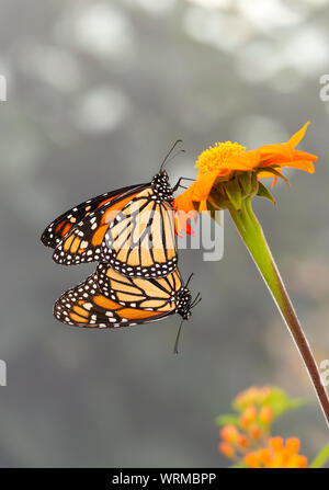 Monarch butterflies (Danaus plexippus) paired / mating - side view Stock Photo