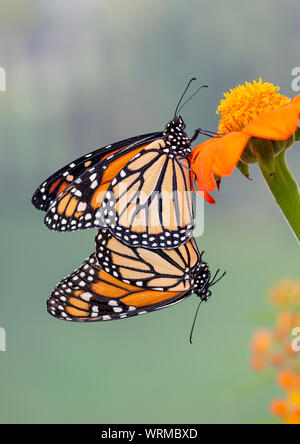 Monarch butterflies (Danaus plexippus) paired / mating - side view Stock Photo