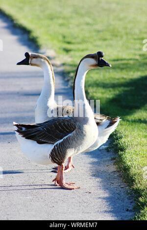 Chinese Geese Standing On Footpath At Park