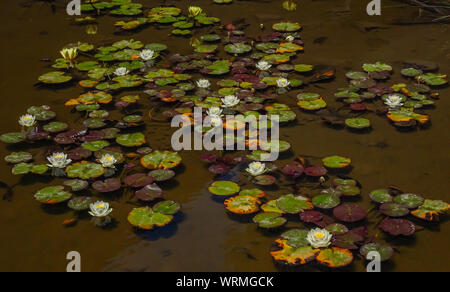 floating water lilies and lotus clusters bloom in de young museum, san Francisco, California during noon sunlight Stock Photo