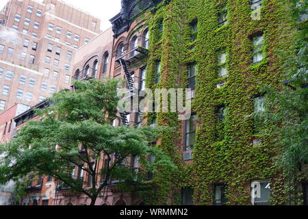 Urban gardening, ivy climbing up exterior wall of a building in New York City. Stock Photo