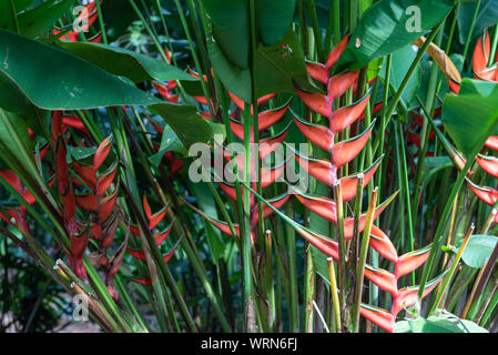 Colorful photo of a colorful heliconia plant, popularly known as Lobster Claws, taken in the wild in Ecuador. Stock Photo