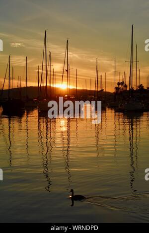 Calm, peaceful early morning sunrise in San Diego harbor and marina, with moored sailboats, San Diego, California, North America, USA Stock Photo