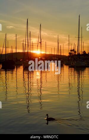 Calm, peaceful early morning sunrise in San Diego harbor and marina, with moored sailboats, San Diego, California, North America, USA Stock Photo