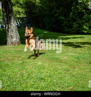 German shepherd dog at the training Stock Photo