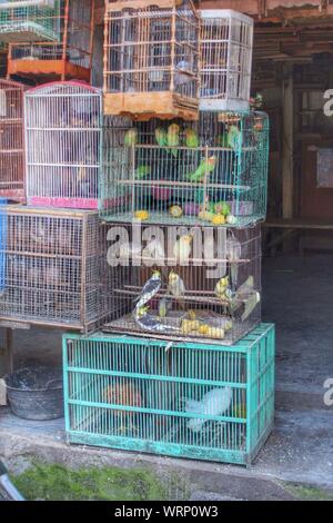 love birds cage olx