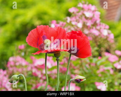 Red Oriental poppies at Chenies Manor garden with out of focus pink roses, wisteria and old roof tiles, open blooms and poppy buds in the foreground. Stock Photo