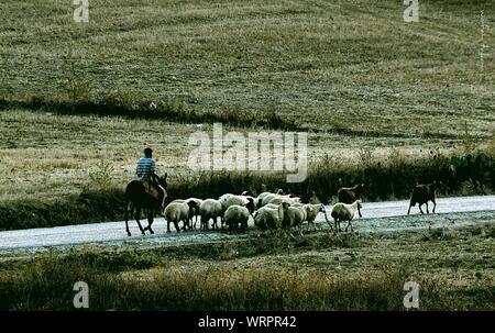 Herding Sheep On Country Road Along Landscape