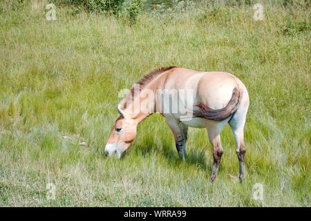 Persian Onager eating grass in a field on a sunny day at the wilds in ohio Stock Photo