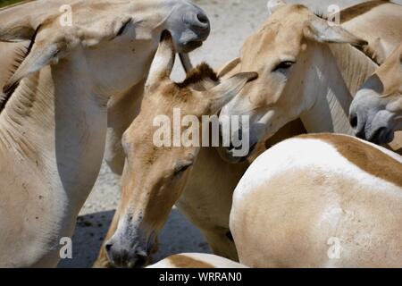 Herd of Persian Onagers at The Wilds in Cumberland Ohio. Animals born in captivity, and are extremely rare due to being nearly extinct in the wild. Du Stock Photo