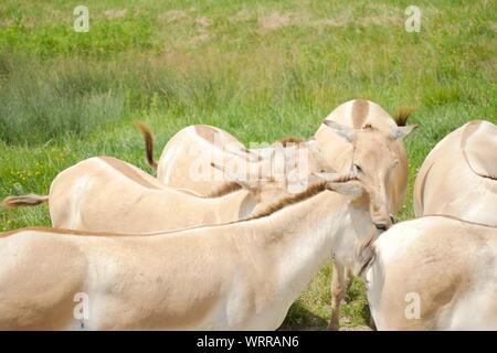 Herd of Persian Onagers at The Wilds in Cumberland Ohio. Animals born in captivity, and are extremely rare due to being nearly extinct in the wild. Du Stock Photo