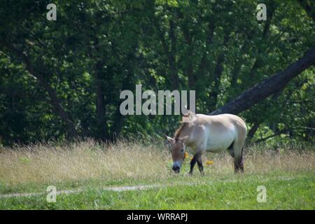 Persian Onager eating grass by a road with trees behind Stock Photo