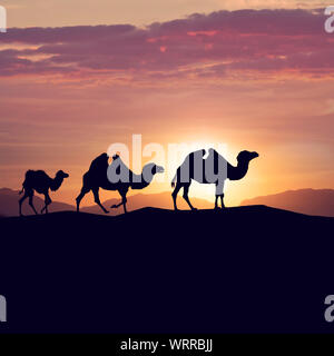 camels silhouettes in dunes at sunset Stock Photo