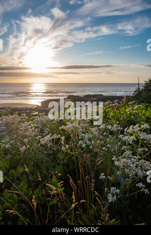 Unspoiled, natural Oregon Coast seascape at sunset, with wildflowers, during golden hour.  In Yachats Oregon.
