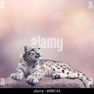 Young Snow leopard portrait resting on rock Stock Photo
