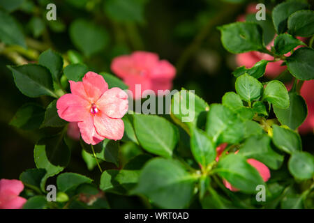 Pink flowers in bokeh garden background, Close up & Macro shot, Selective focus, Abstract graphic design Stock Photo