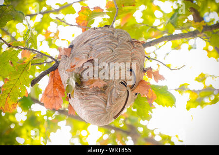 beecomb on tree - Image Stock Photo