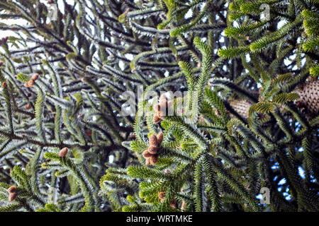 New cones forming on a monkey puzzle tree in springtime, Christchurch, New Zealand Stock Photo