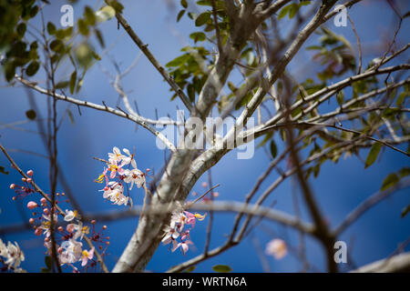 Lagerstroemia loudonii flower or Lagerstroemia floribunda blooming in blue sky, Close up & Macro shot, Selective focus, Abstract pattern background Stock Photo