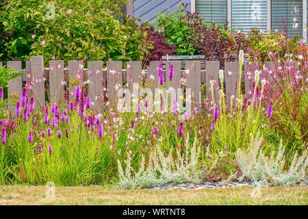 A beautiful house and front garden with purple lavender flowers ...