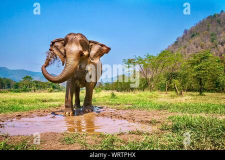 An adult female Asian elephant stands on the edge of a muddy pool, using her trunk to spray a layer of mud onto her skin. Chiang Mai, Thailand.