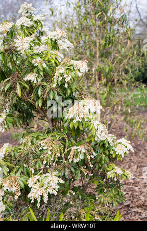 A Pieris (Lily-of-the-valley) shrub covered in masses of bell shaped white flowers in springtime, Canterbury, New Zealand Stock Photo