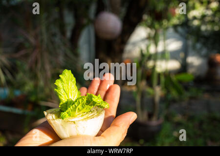 Nappa cabbage, Napa, Chinese Cabbage is growing in hand Stock Photo