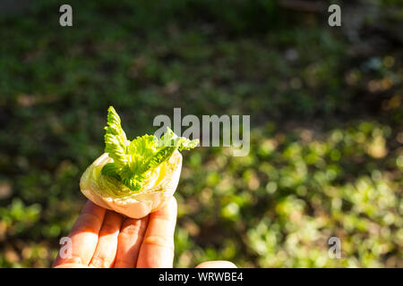 Nappa cabbage, Napa, Chinese Cabbage is growing in hand Stock Photo