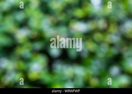 Bokeh blurred green plants and trees texture, Abstact background Stock Photo