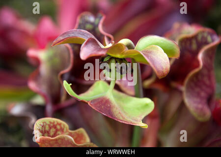 Sydney Australia, Sarracenia or pitcher plant flower Stock Photo