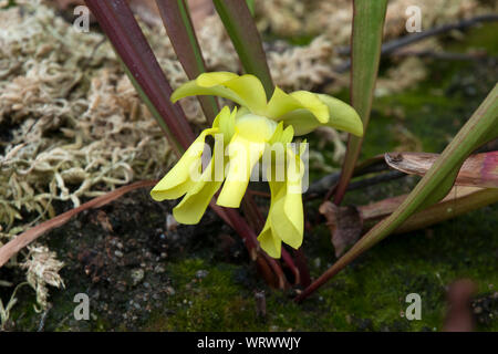 Sydney Australia, yellow petals of a  pitcher plant or trumpet pitcher flower in garden Stock Photo