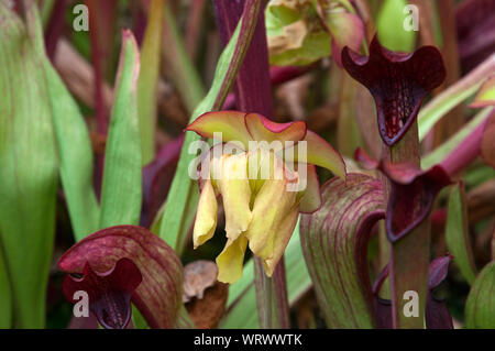 Sydney Australia, flower of a  pitcher plant or trumpet pitcher with yellow petals in garden Stock Photo