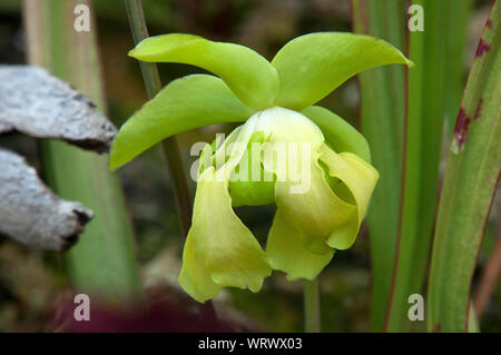 Sydney Australia, yellow petals of a pitcher plant or trumpet pitcher flower in garden Stock Photo