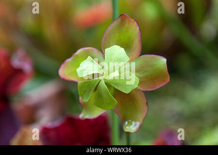 Sydney Australia, Sarracenia or pitcher plant flower Stock Photo