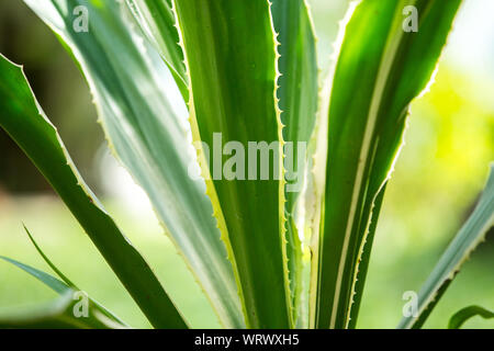 Agave americana, Green aloe with yellow stripes, leaves pattern Stock Photo