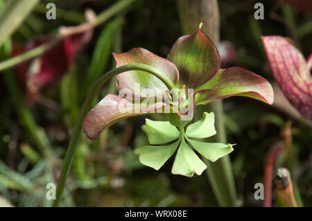 Sydney Australia, Sarracenia or pitcher plant flower Stock Photo