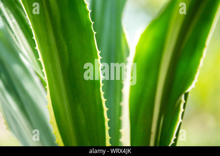 Agave americana, Green aloe with yellow stripes, leaves pattern Stock Photo