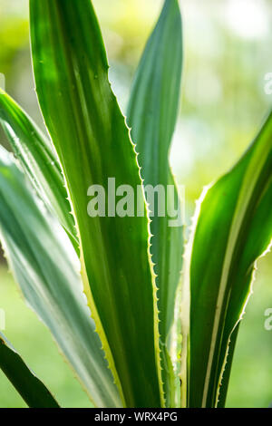 Agave americana, Green aloe with yellow stripes, leaves pattern Stock Photo