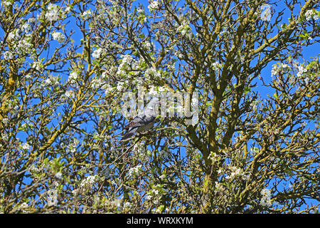 Woodpigeon perched on a branch in a flowering apple tree in the University Parks Oxford UK Latin name columba palumbus family columbidae Stock Photo