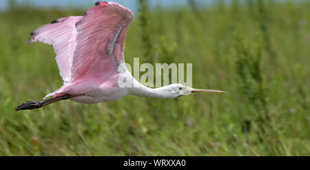 The roseate spoonbill (Platalea ajaja) flying over marsh Stock Photo