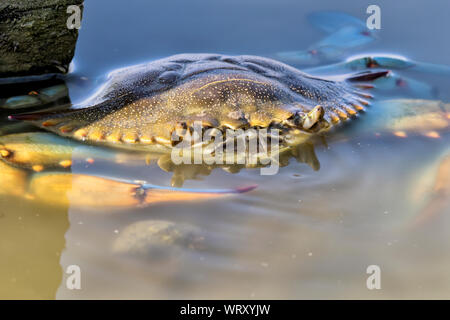 Blue crab (Callinectes sapidus) in the blue ocean water, Texas, Galveston Stock Photo