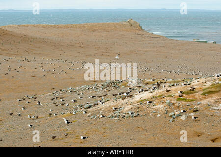 Penguins - Magdalena Island - Chile Stock Photo