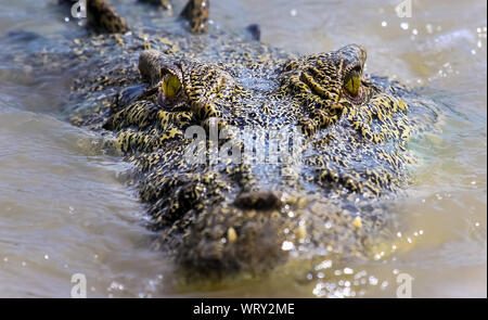 Close up of the head of a saltwater crocodile swimming in a river directly towards camera, Kakadu National Park, Australia Stock Photo