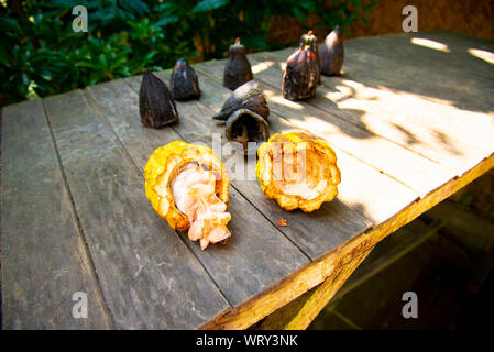 Cocoa Beans in a Fresh Pod Stock Photo