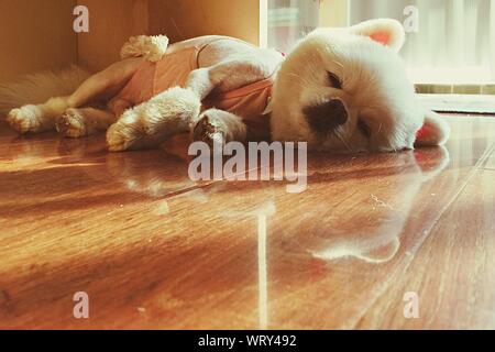 Dog Sleeping On Hardwood Floor Stock Photo 268818127 Alamy