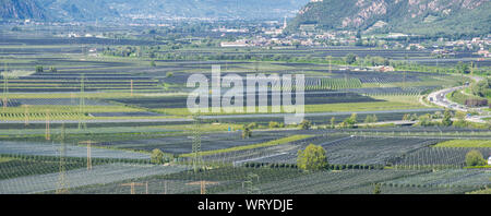 Landscape of fruit of apple and vine plantations in Trentino Alto Adige, North Italy. Green landscape. Natural contest. Intensive cultivations Stock Photo