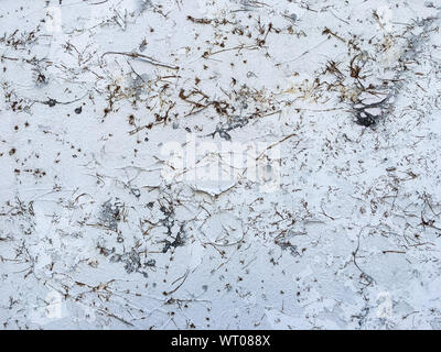 Dry Coatbuttons, Dry Mexican daisy on concrete wall background, Abstract background Stock Photo